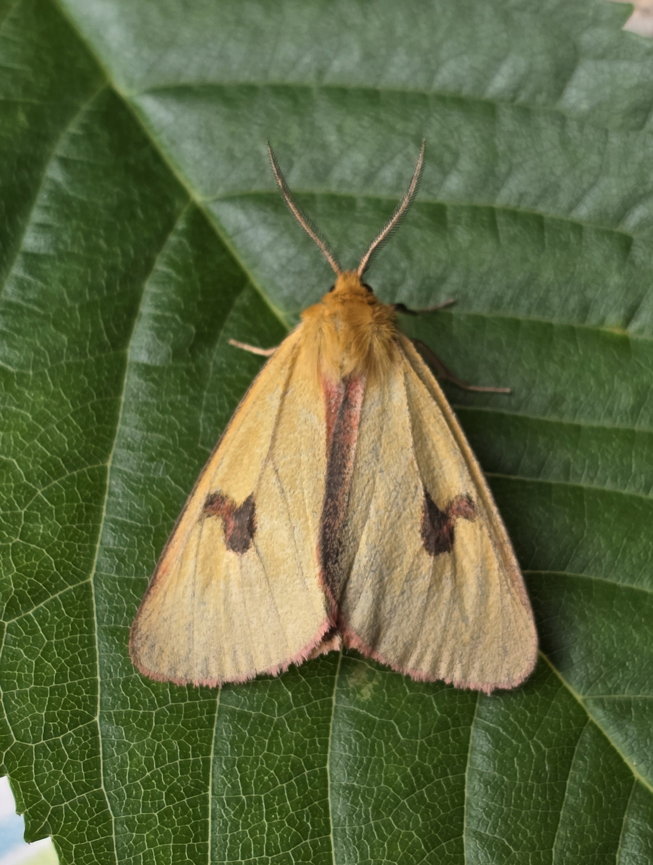 Photo of Clouded Buff (Diacrisia sannio)